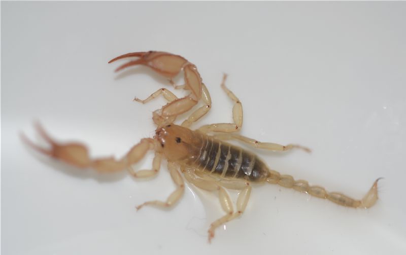 Euscorpius. aquilejensis da Cesena