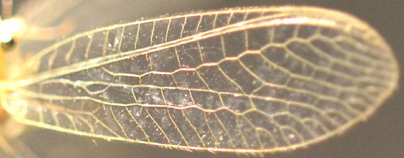 Chrysopidae: Chrysoperla pallida