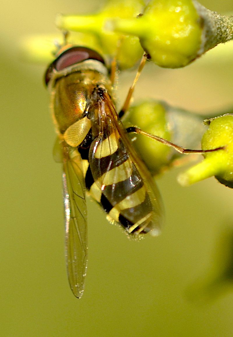 Syrphus vitripennis maschio (Syrphidae).