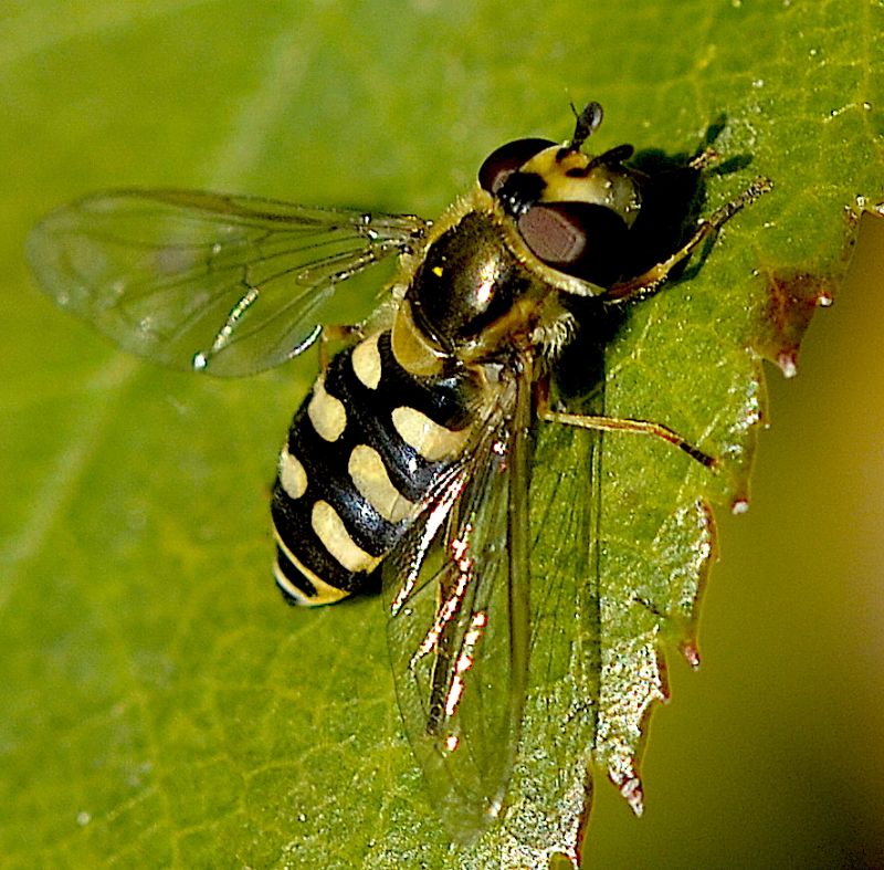 Eupeodes corollae femmina.