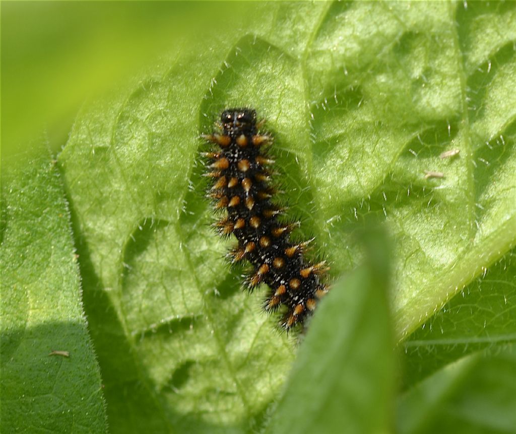 Identificazione: Melitaea nevadensis - Nymphalidae