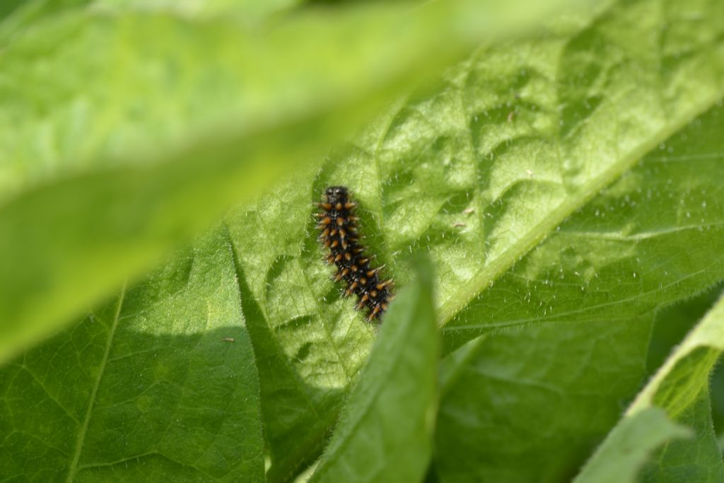 Identificazione: Melitaea nevadensis - Nymphalidae