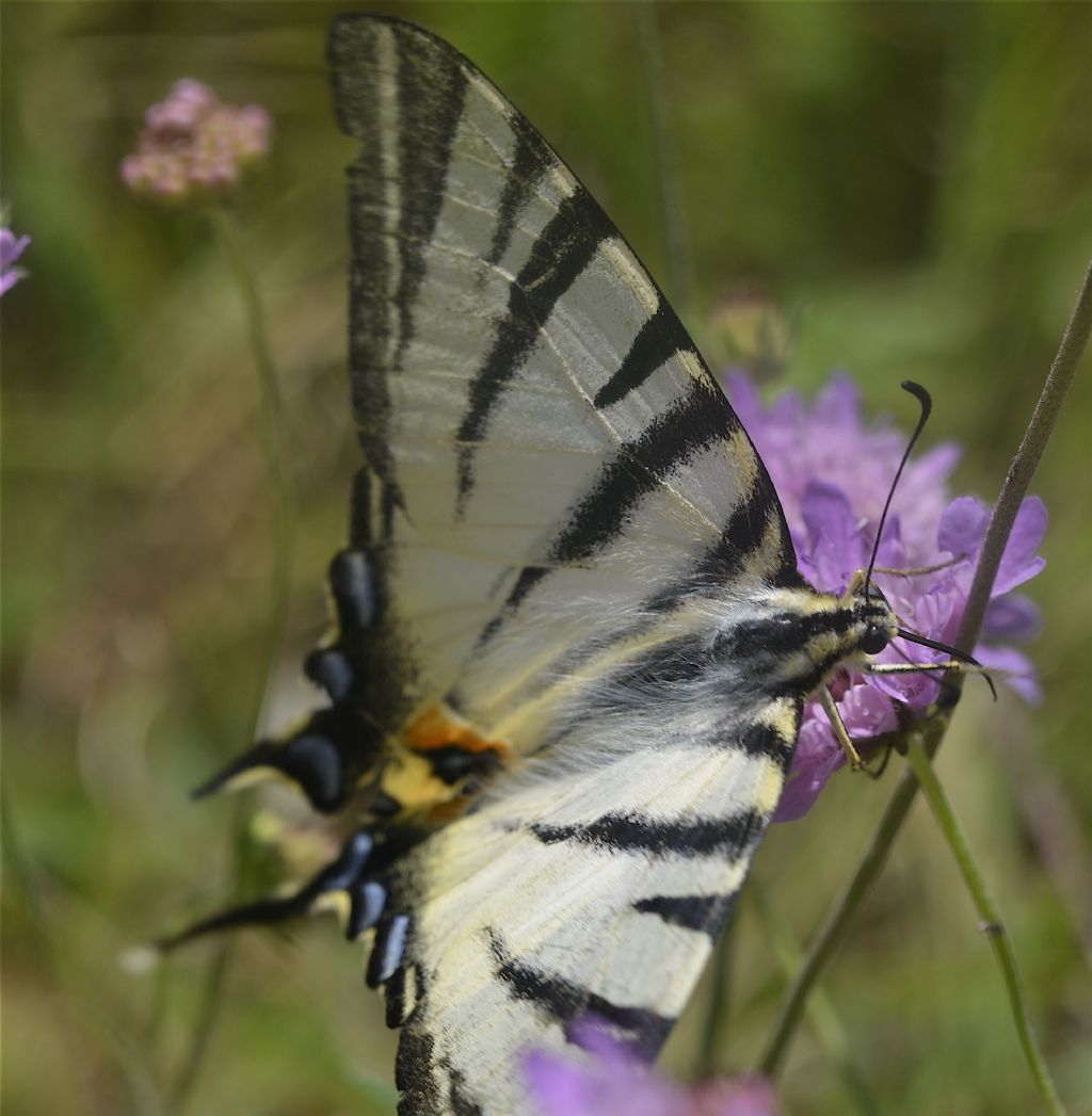 Iphiclides podalirius