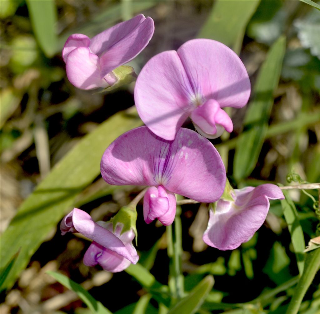 ID  Orchidea? no, Lathyrus sp.