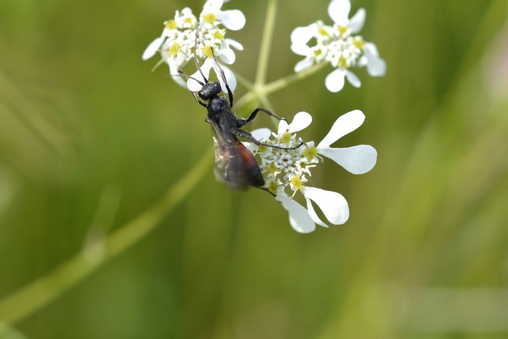 Imenottero Pompilidae da identificare