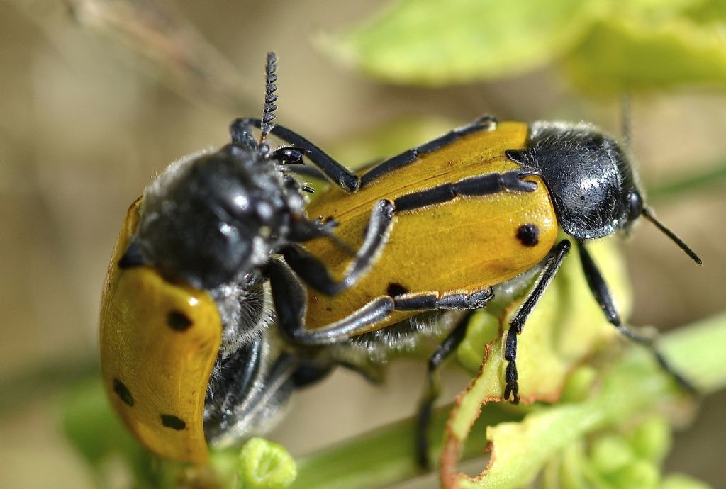 Chrysomelidae, coppia di Lachnaia italica