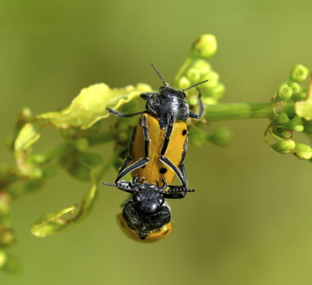 Chrysomelidae, coppia di Lachnaia italica