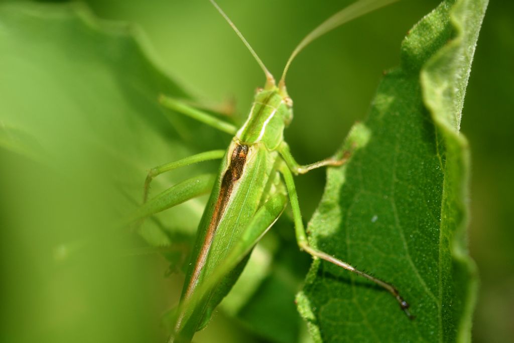 Conocephalidae?