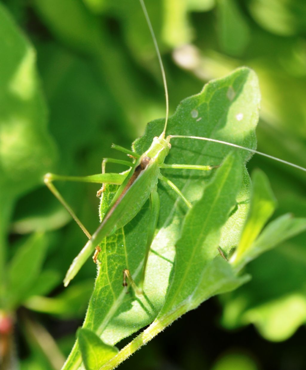 Conocephalidae?