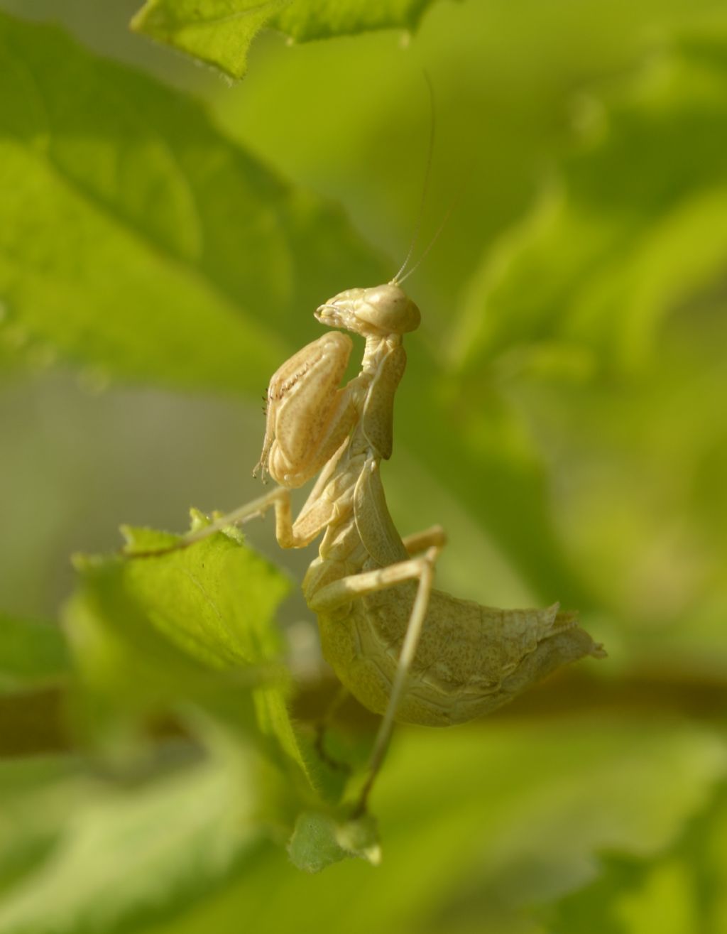 Mantidae:  Ameles spallanzania ?    S, femmina