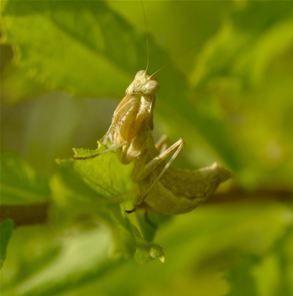 Mantidae:  Ameles spallanzania ?    S, femmina