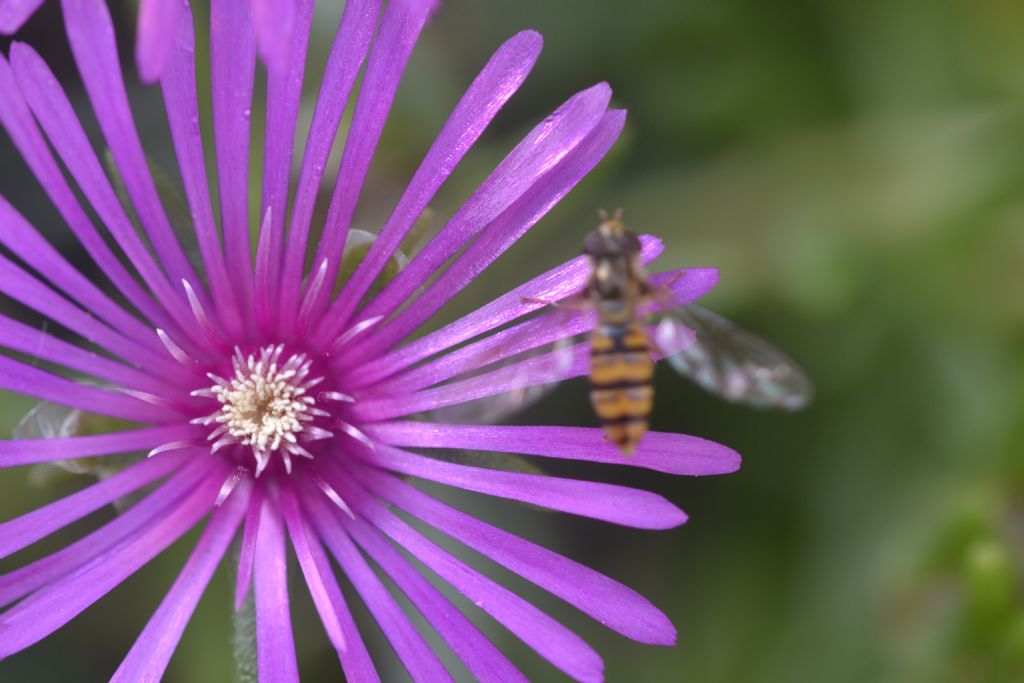 Delosperma cooperi  (Aizoaceae) ?