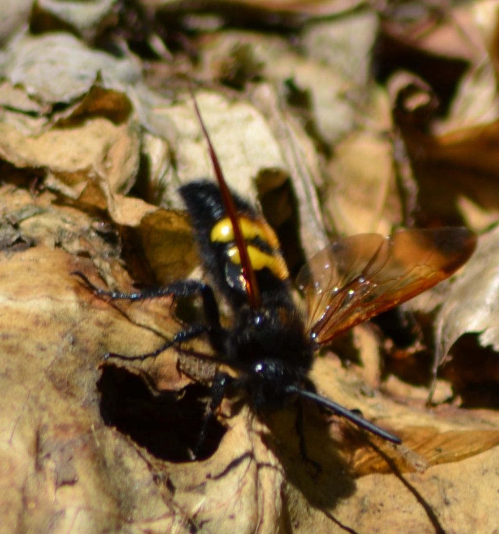 Megascolia maculata flavifrons