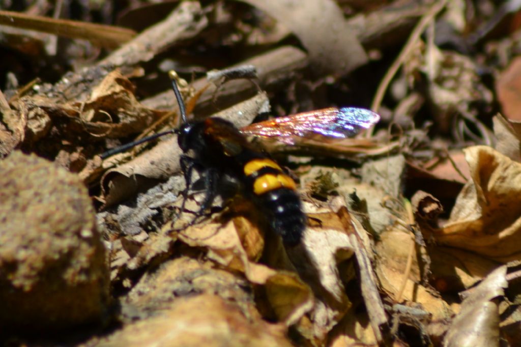 Megascolia maculata flavifrons