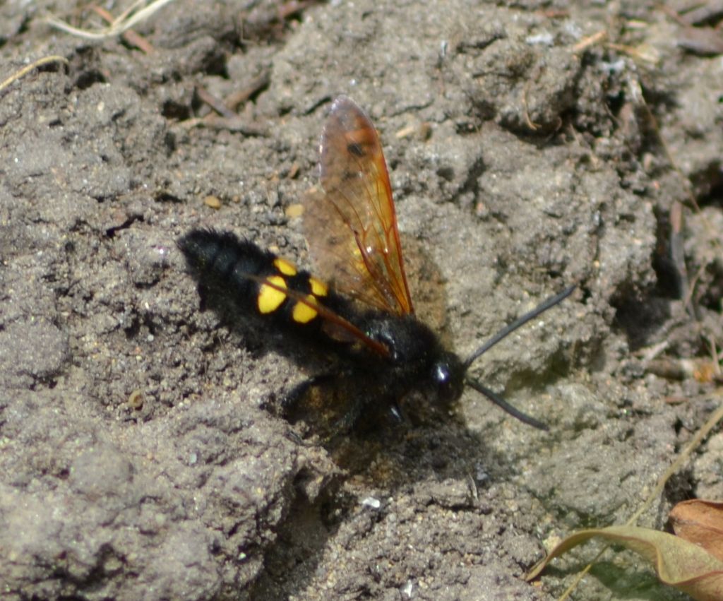 Megascolia maculata flavifrons