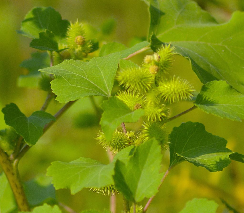 Xanthium sp.