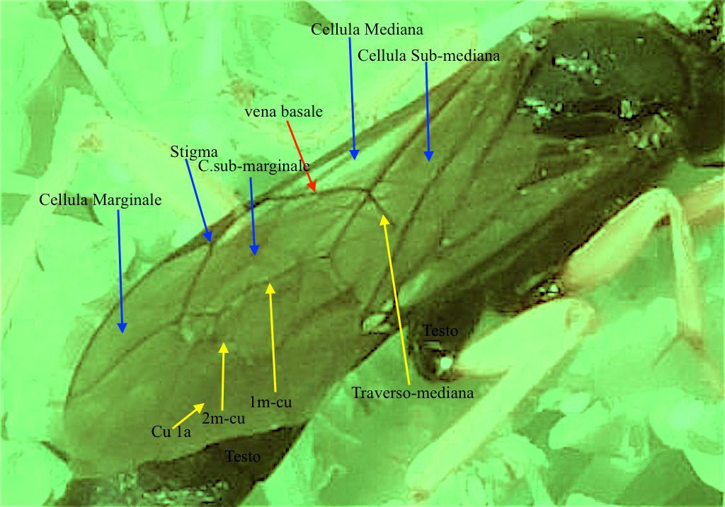 Richiesta di identificazione di Ichneumonidae:  subfam.Ichneumoninae