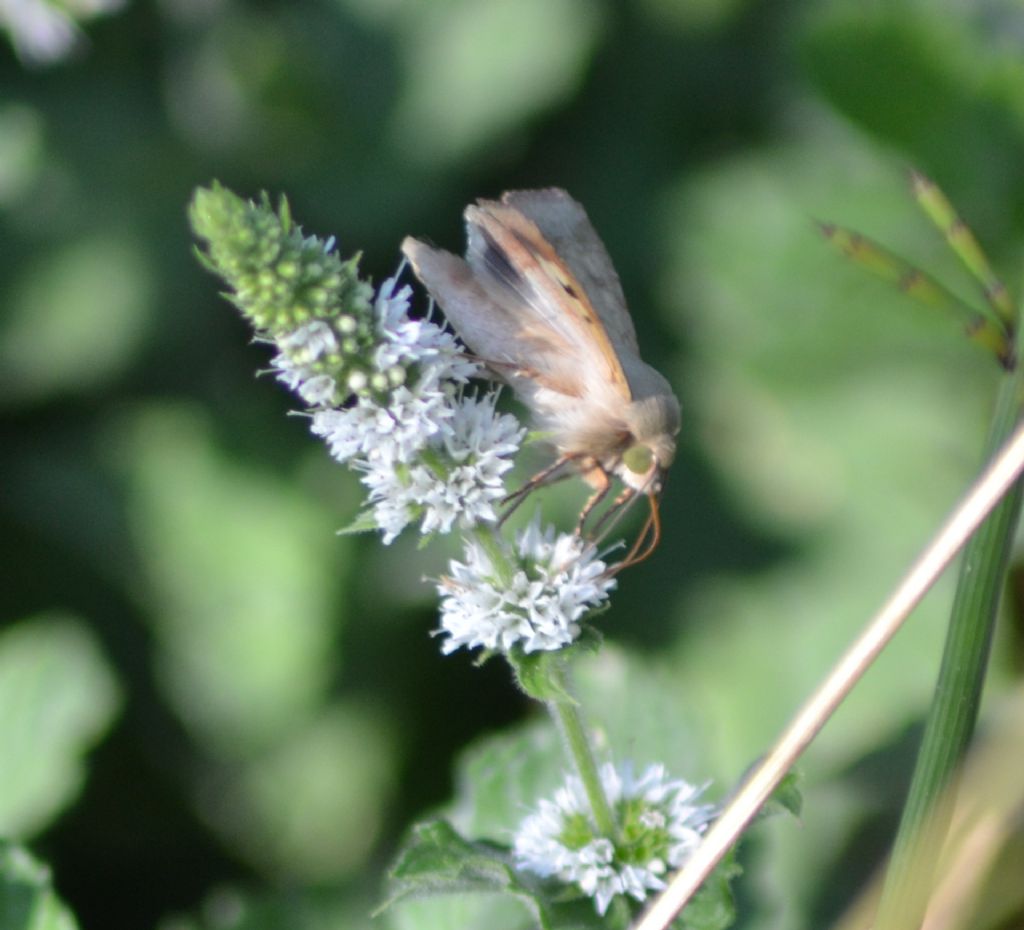 ID - Helicoverpa armigera, Noctuidae