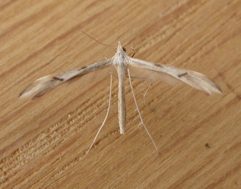 Pterophorydae: Pterophorus cfr. monodactylus  e cfr. Stangeia siceliota