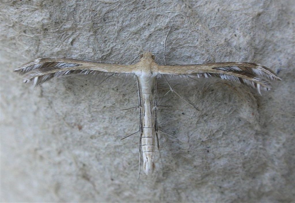 Pterophorydae: Pterophorus cfr. monodactylus  e cfr. Stangeia siceliota