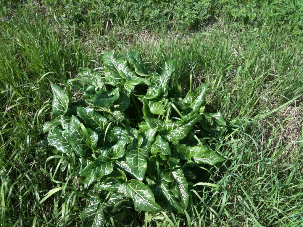 Arum sp. (Araceae)