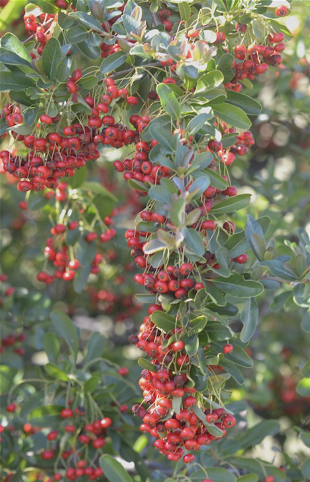 Pyracantha sp.  (Rosaceae)