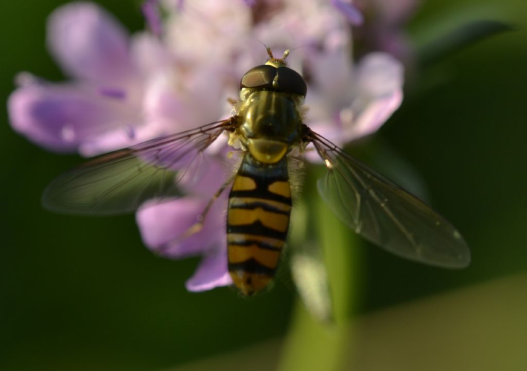 Syrphidae,Episyrphus balteatus