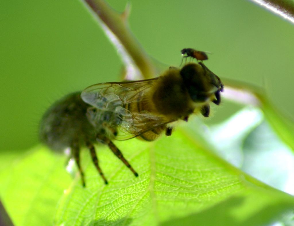 Salticidae: femmina di Philaeus chrysops - Cesena (FC)