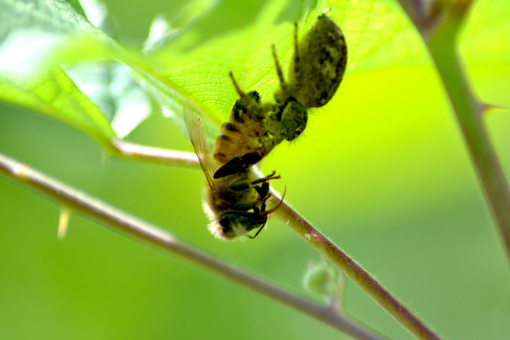 Salticidae: femmina di Philaeus chrysops - Cesena (FC)