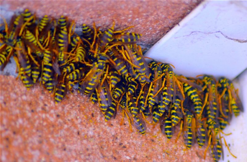 Sciame di Polistes dominula