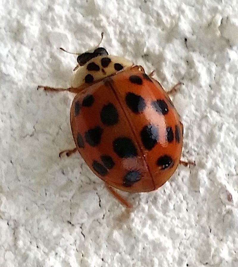 Harmonia axyridis, Coccinellidae