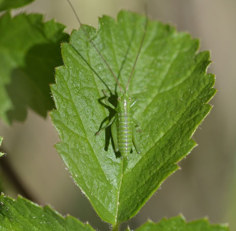 Tettigonia viridissima ( neanide)