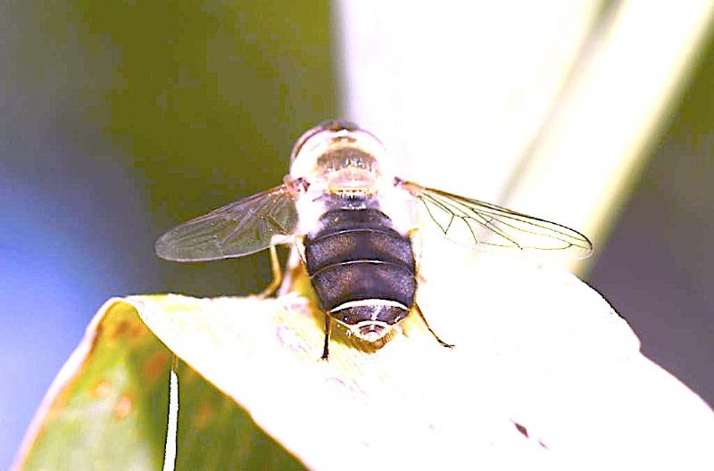 Syrphidae: Scaeva cfr. pyrastri, femmina melanica