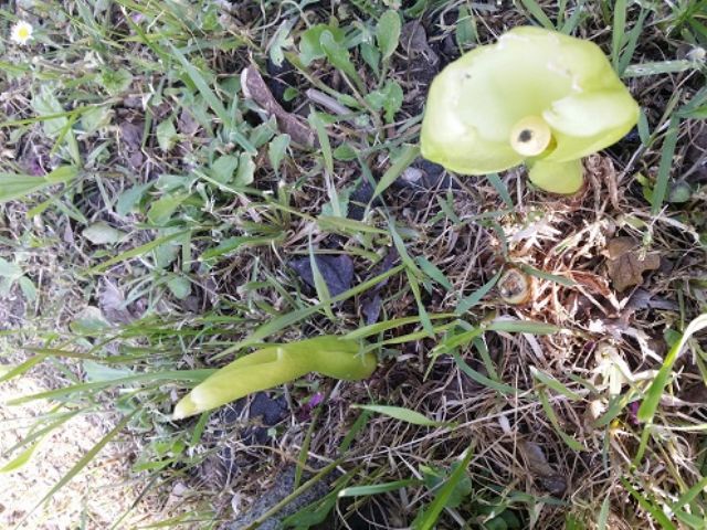 Arum italicum subsp. italicum