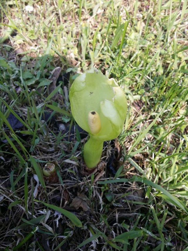 Arum italicum subsp. italicum