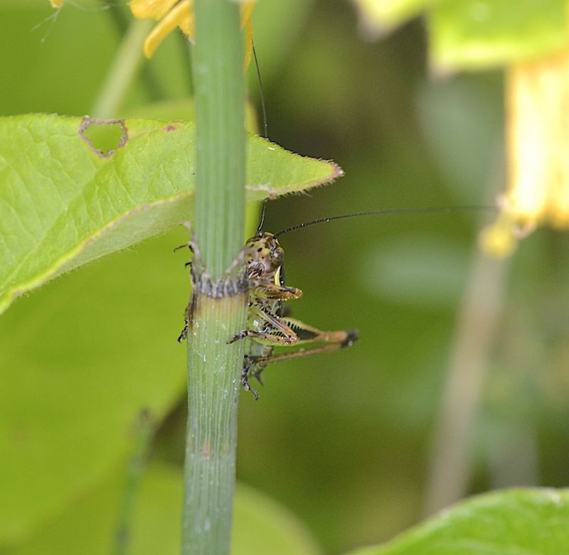 Eupholidoptera schmidti