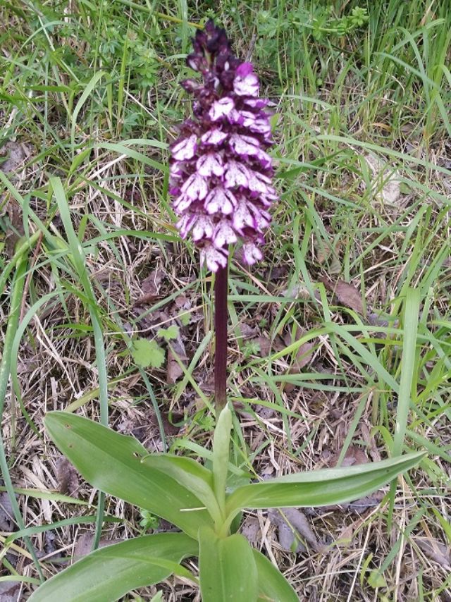 Orchis purpurea