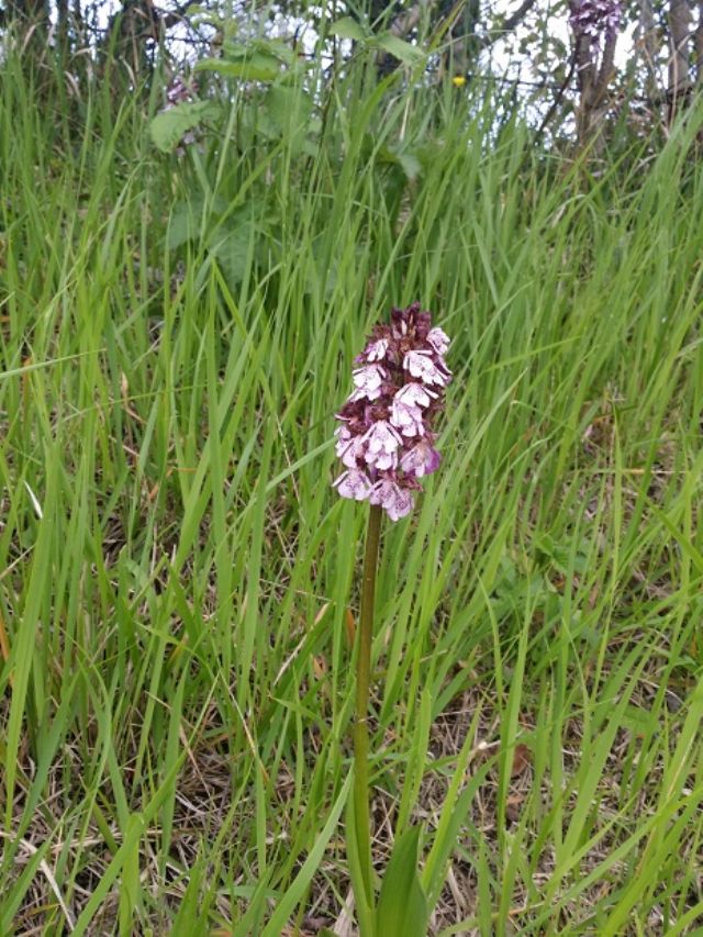 Orchis purpurea