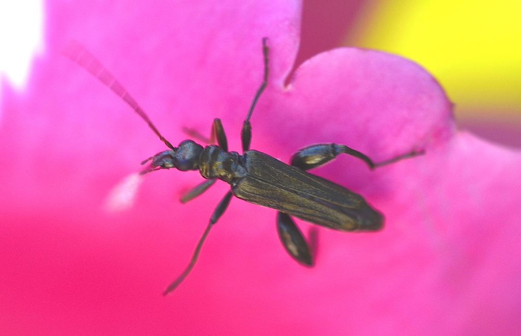 Oedemera nobilis, maschio, in un convolvolo bianco