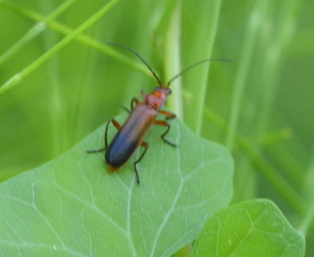 IDentificazione Rhagonycha