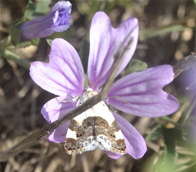 ID - Acontia (Acontia) lucida, Noctuidae