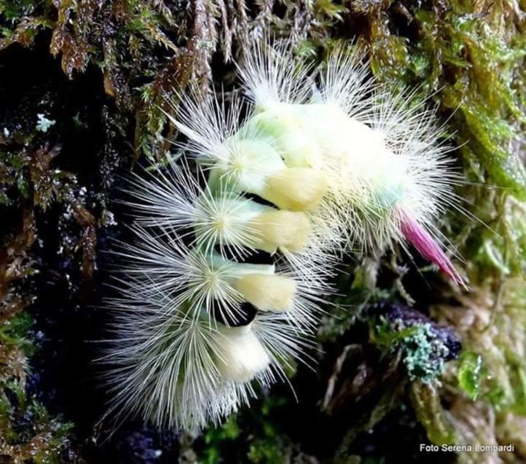 Callitearana pudibunda?  S,  Bruco di  Calliteara pudibunda ( Erebidae Lymantriinae)