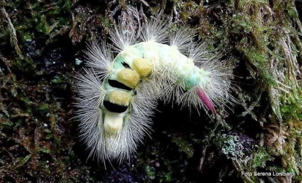 Callitearana pudibunda?  S,  Bruco di  Calliteara pudibunda ( Erebidae Lymantriinae)