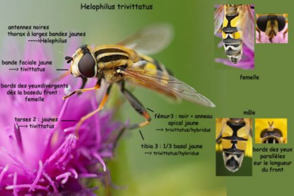 Syrphidae: Helophilus cfr. trivittatus