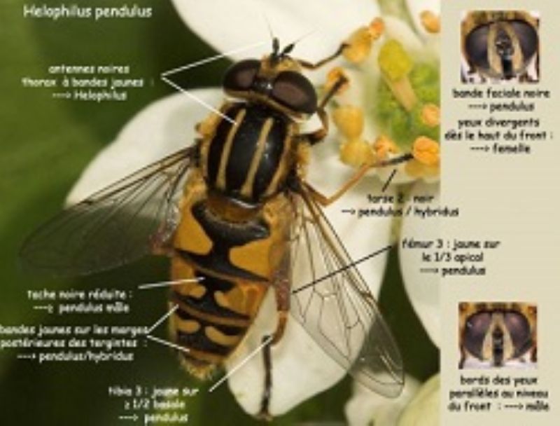 Syrphidae: Helophilus cfr. trivittatus