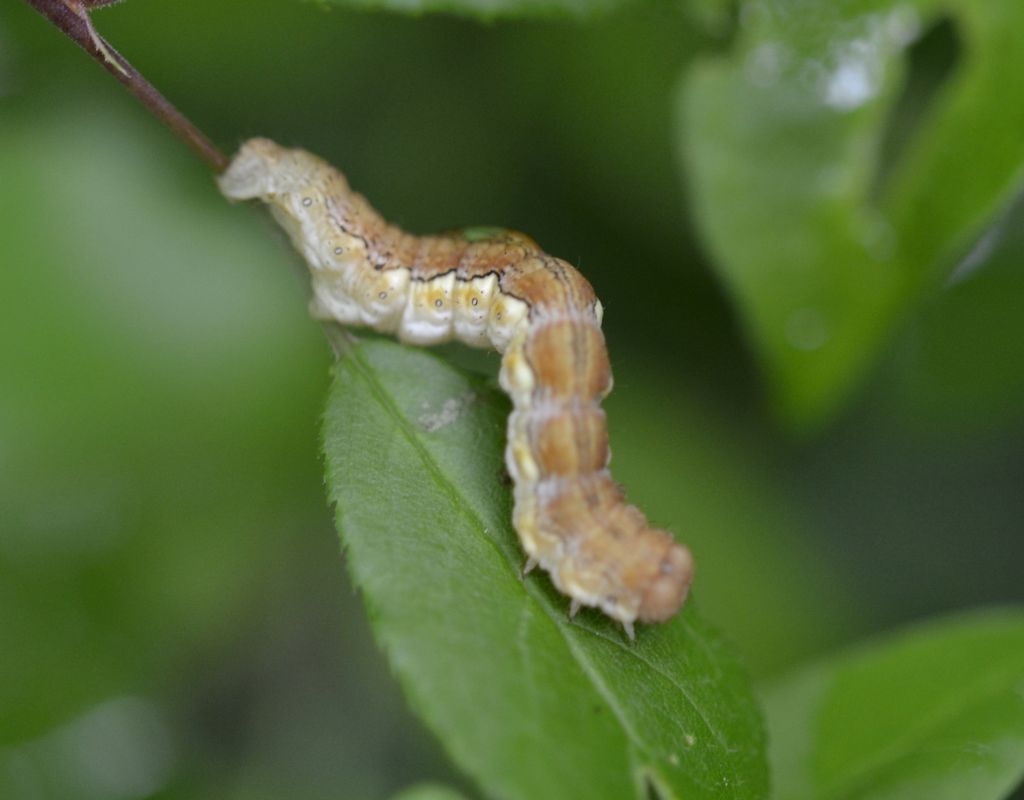 ID Geometridae: Erannis defoliaria