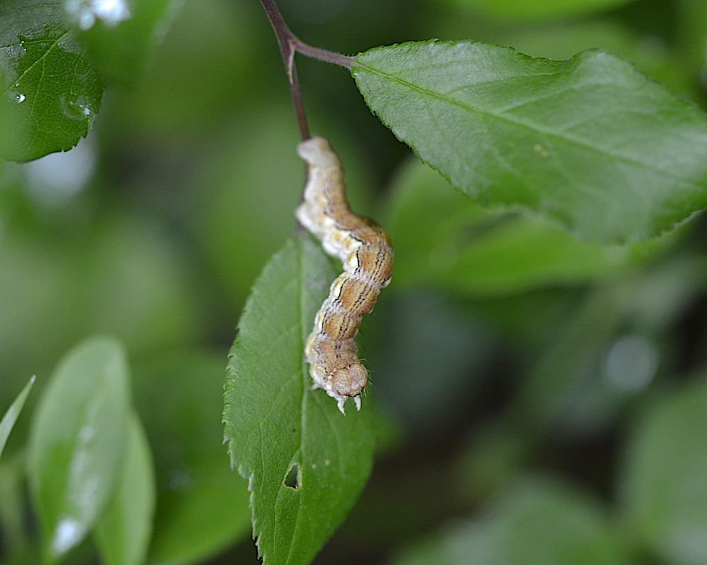 ID Geometridae: Erannis defoliaria