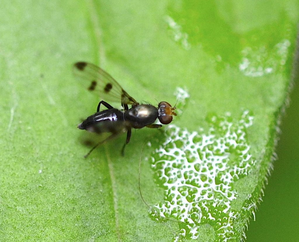 Geomyza tripunctata (Opomyzidae)