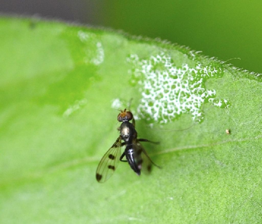 Geomyza tripunctata (Opomyzidae)