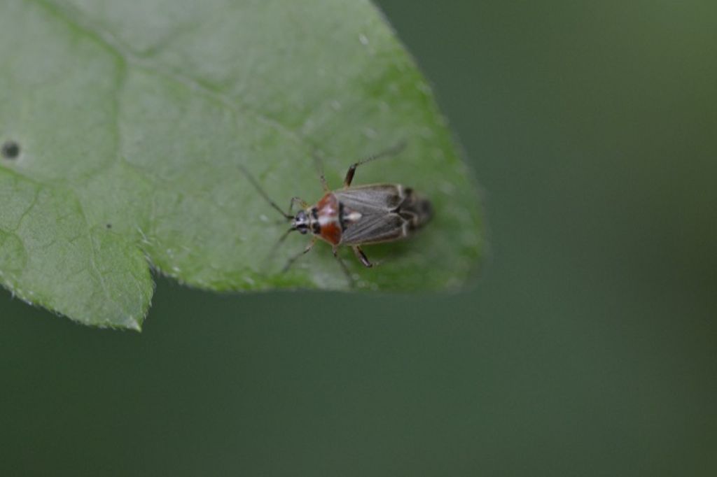 ID - Miridae: Harpocera thoracica